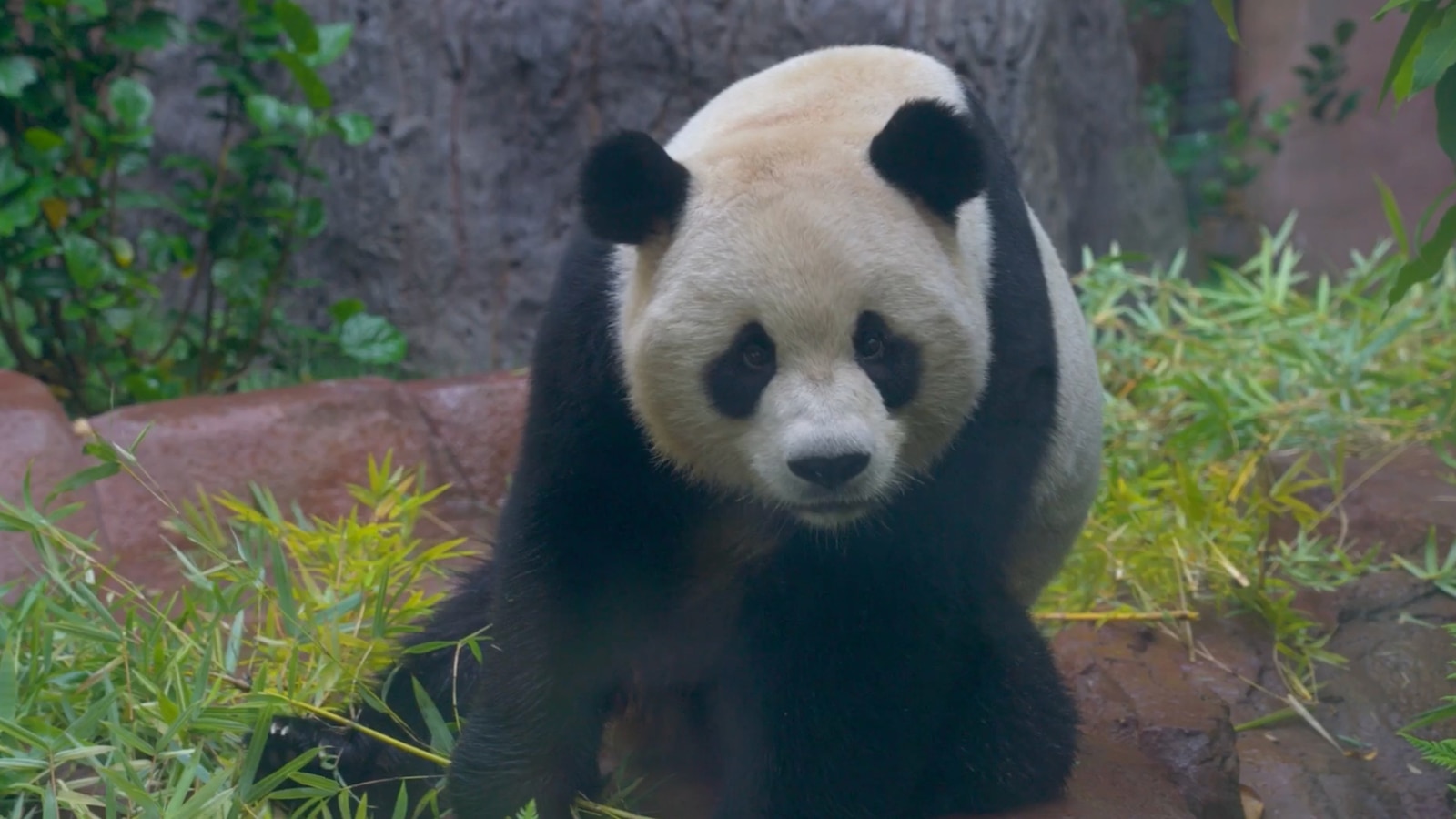 2 giant pandas from China make public debut at San Diego Zoo