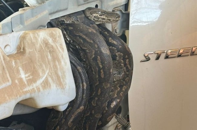 A wild ride home! Stowaway python in Pretoria student’s bakkie sparks hours-long rescue mission