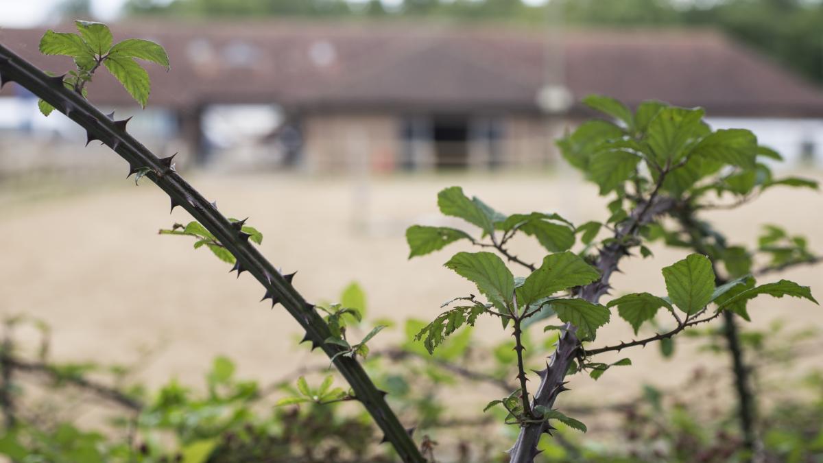 Adiós a las molestas zarzas en tu terreno: así puedes destruirlas fácilmente