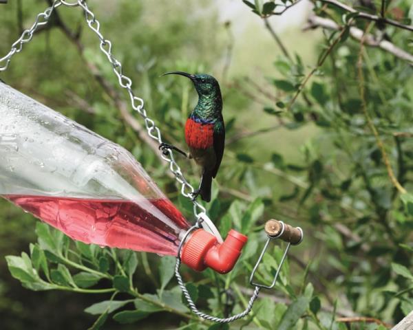 Ask the experts: Attracting birds to your garden