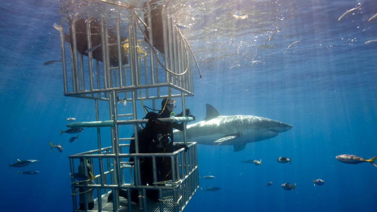 En busca del gran tiburón blanco perdido en las costas españolas