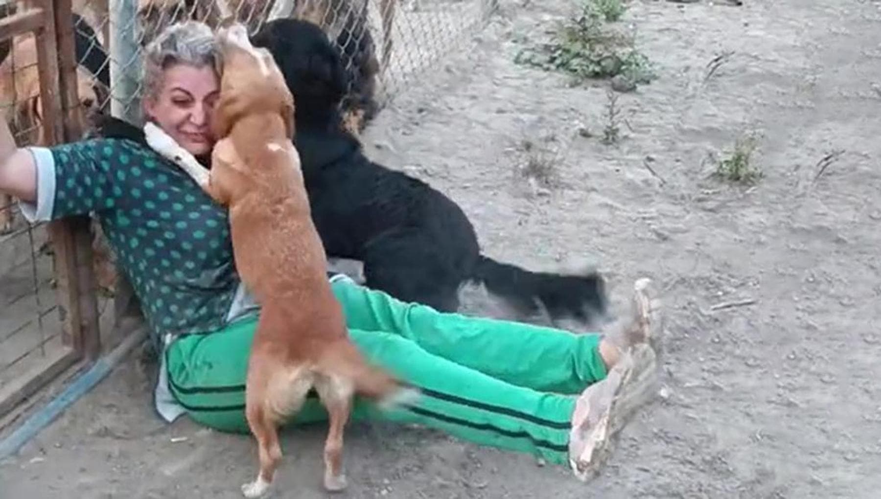 L’abbraccio dei cani di un rifugio, il simbolo di un amore puro in una Turchia che lo ha smarrito