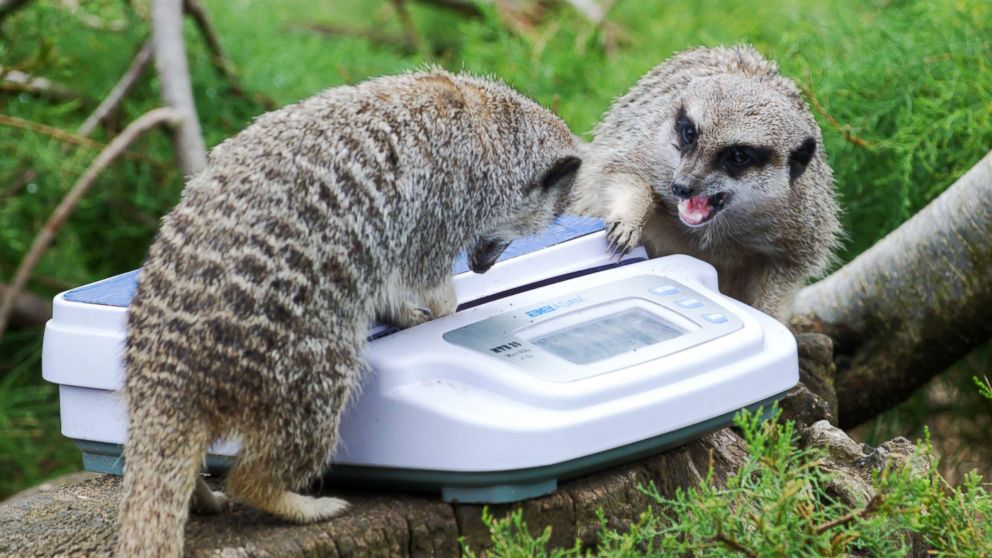 London Zoo weighs, measures all of its animals in adorable event