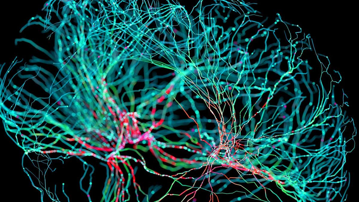 Nerve fibres in the brain could generate quantum entanglement