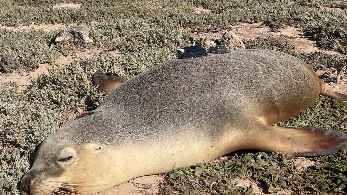 Sea lion cameras record amazing predator's view of the ocean