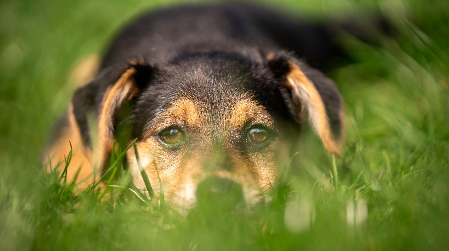 Vets Share The Most Common Signs Of Lyme Disease In Dogs