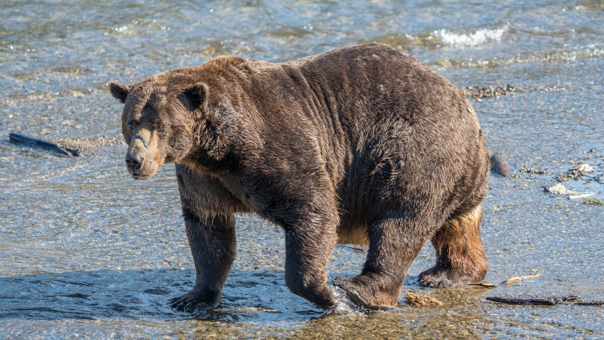 A violent event occurred on Alaska’s fat bear livestream