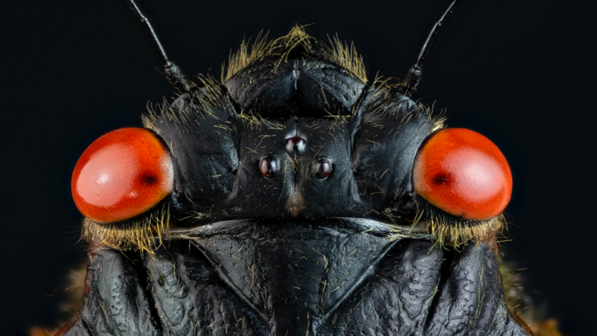 Cicadas love to land on people. Experts explain why.