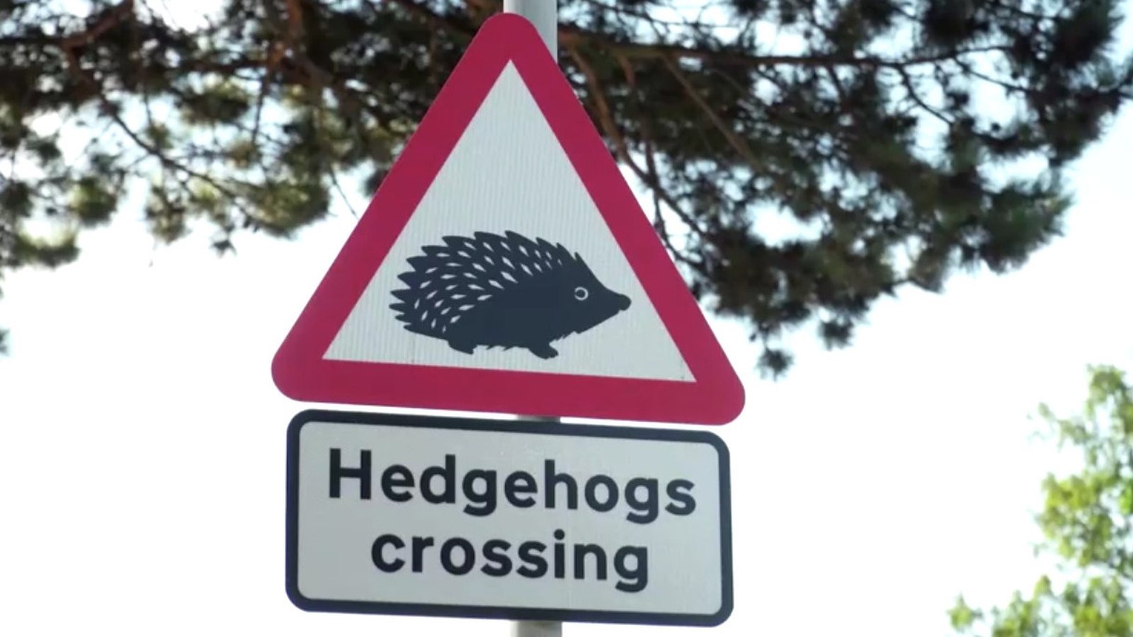 Designated road signs to protect London hedgehogs