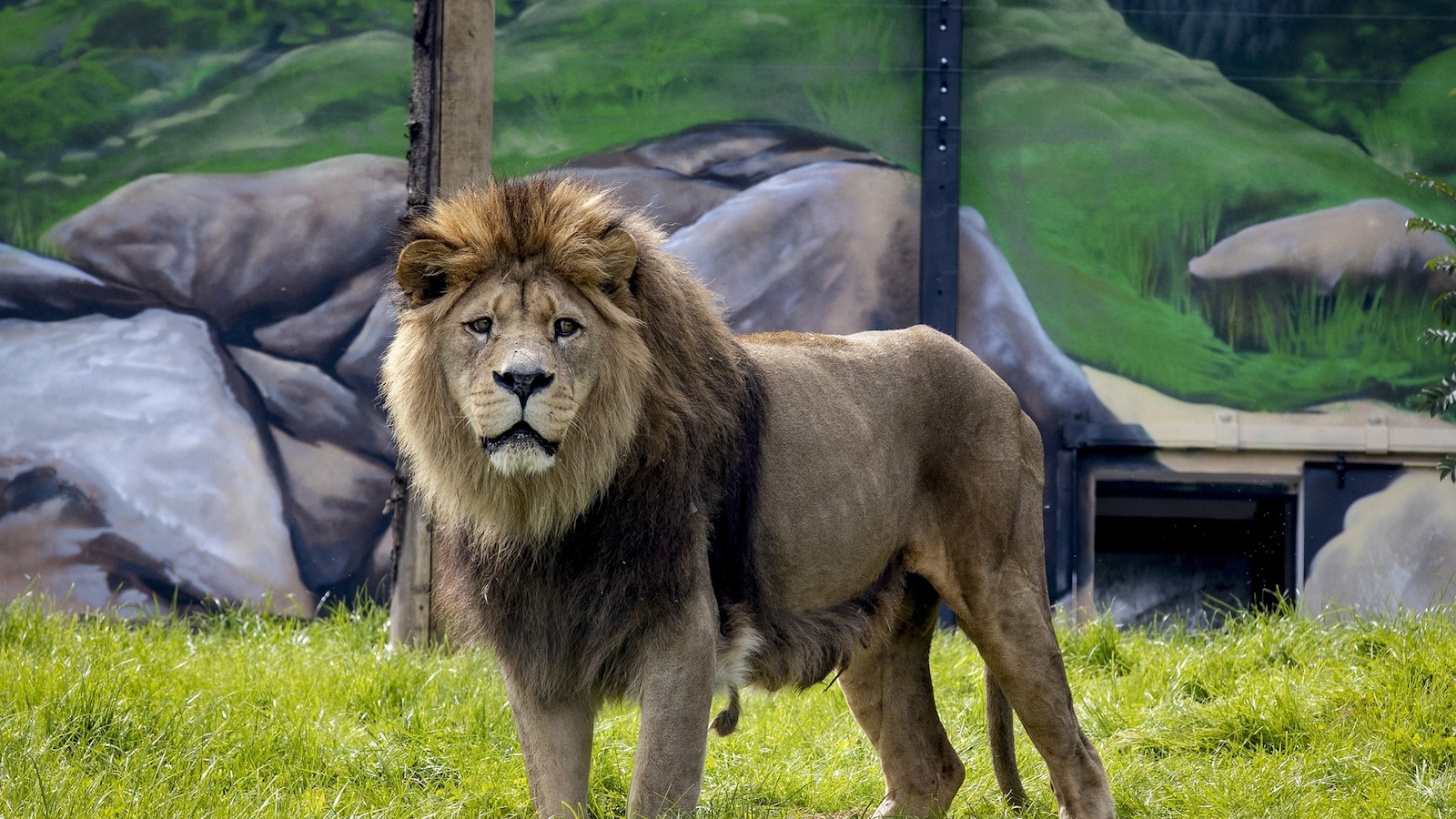 Inquiry launched at Belfast Zoo after worker allegedly locked in lion enclosure