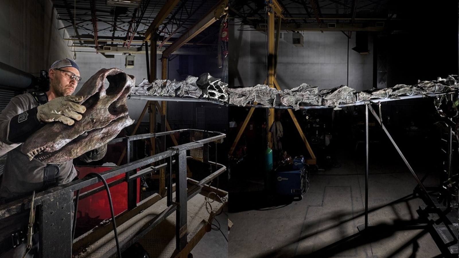 Meet Gnatalie: Paleontologist discusses preparing potential new dinosaur species for display