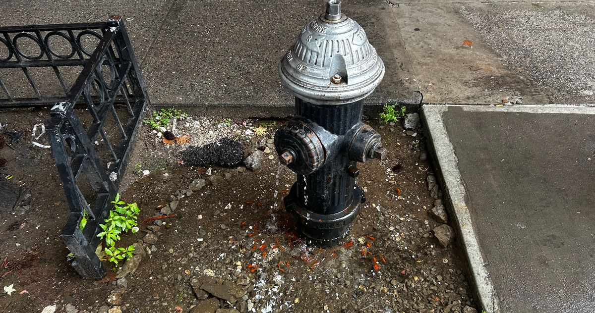 The Brooklyn Puddle of Goldfish Causes Tension in Bed-Stuy