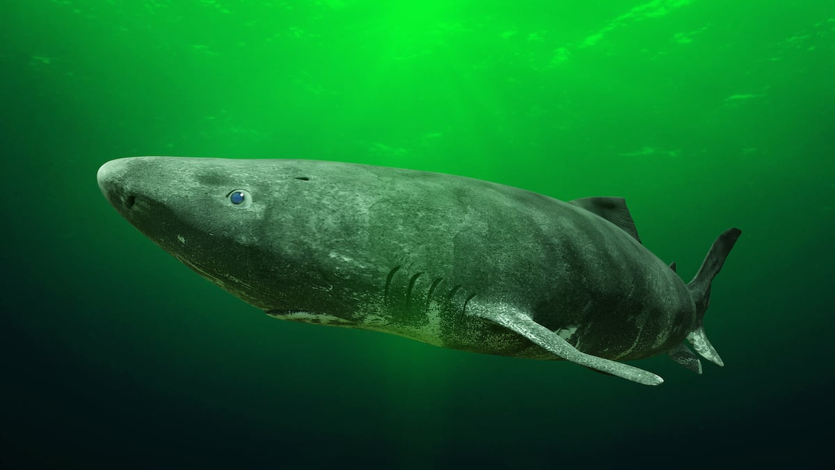 This shark lives for centuries. Scientists discover how it resists aging.