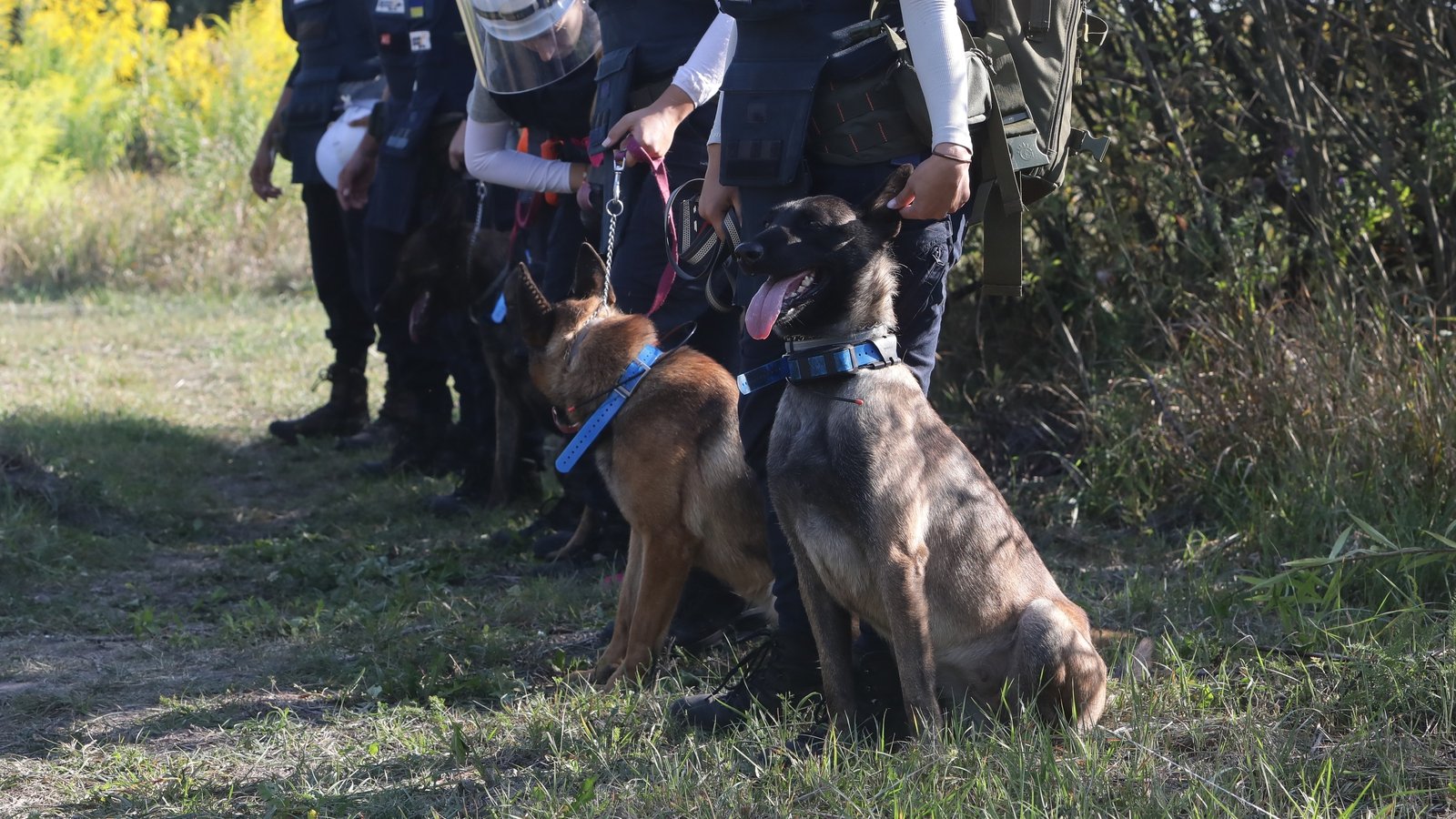 Ukraine's canine recruits searching for landmines