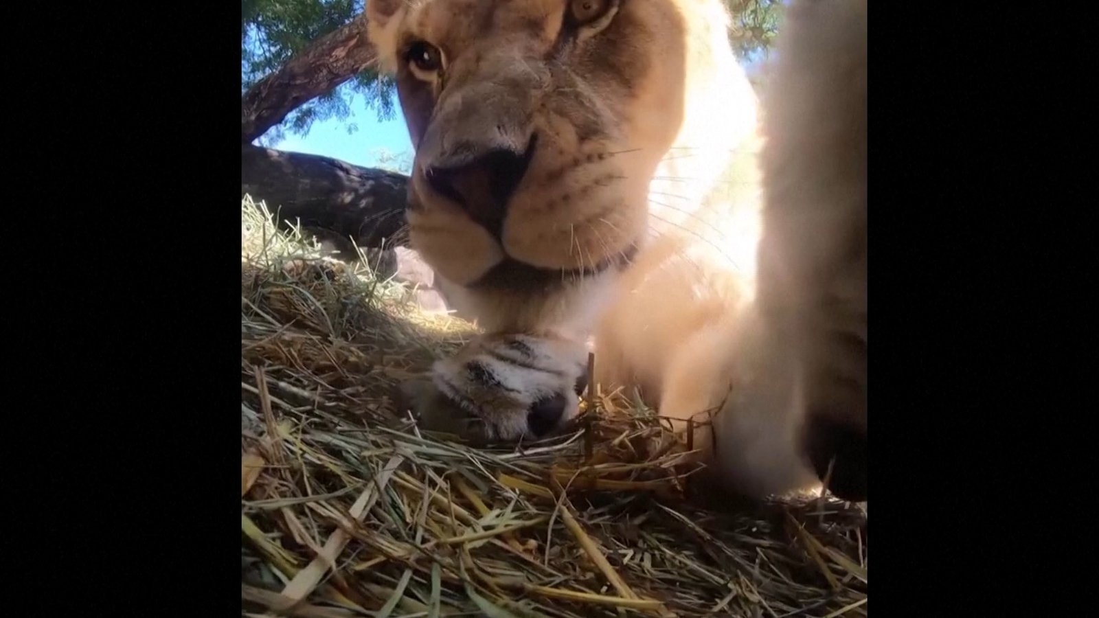 Watch: Curious lions investigate hidden camera at zoo