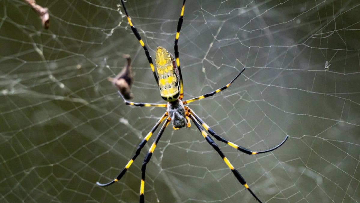 Yes, big spiders are spreading in the U.S. No, they’re not flying.